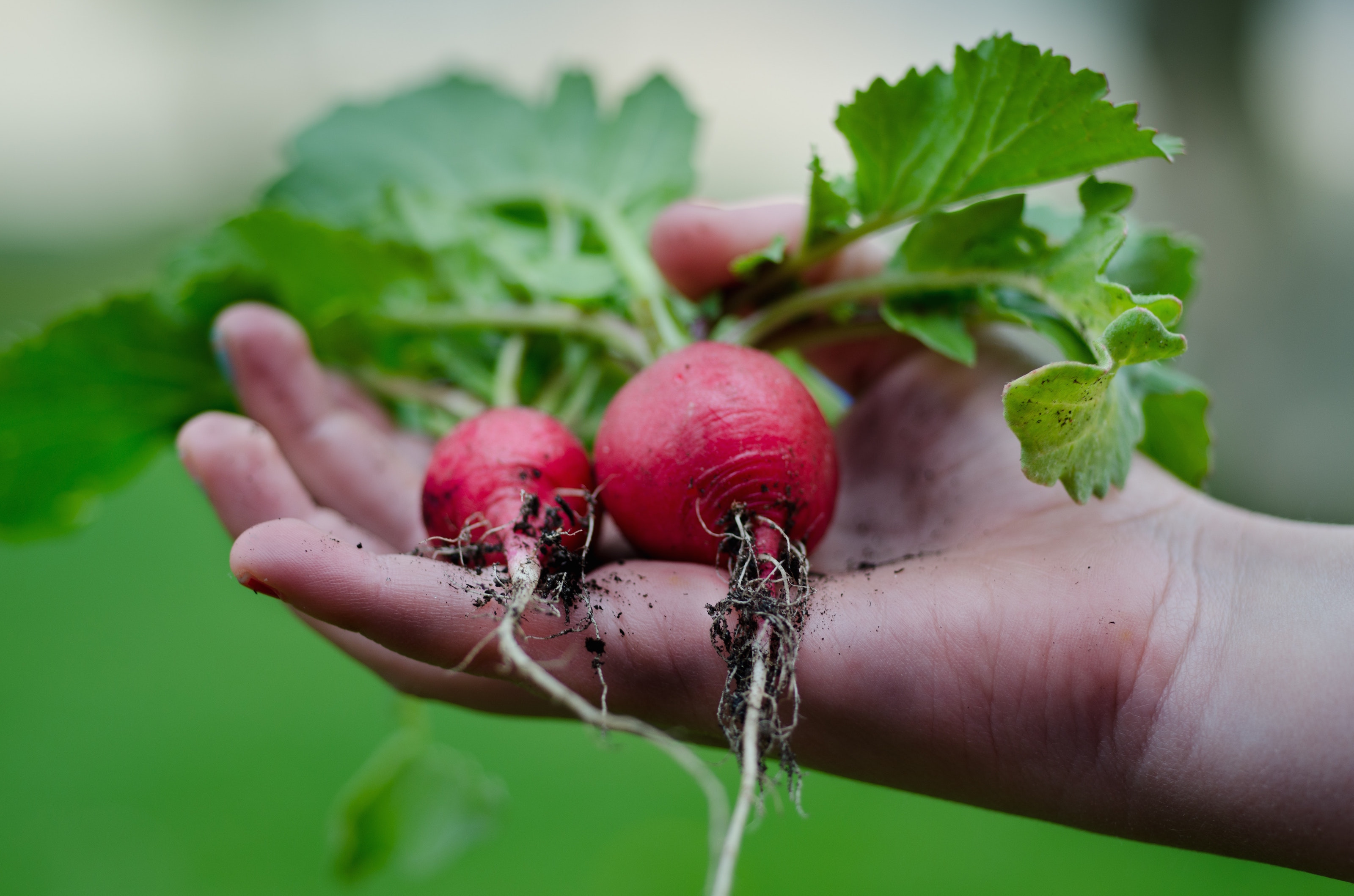 radishes clean fodmap