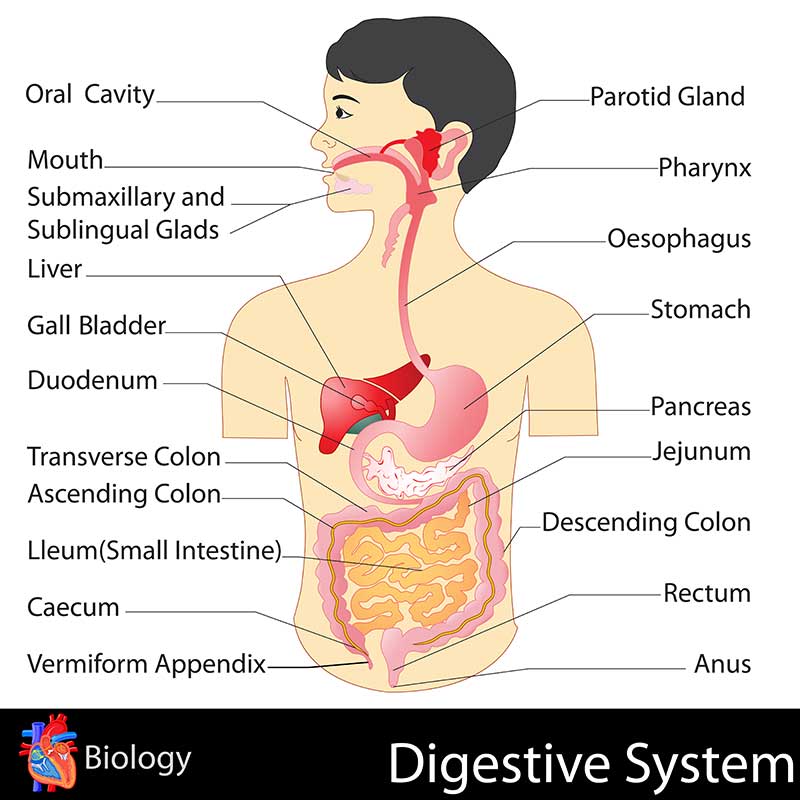 Digestive System - Digestive Nutrition Clinic