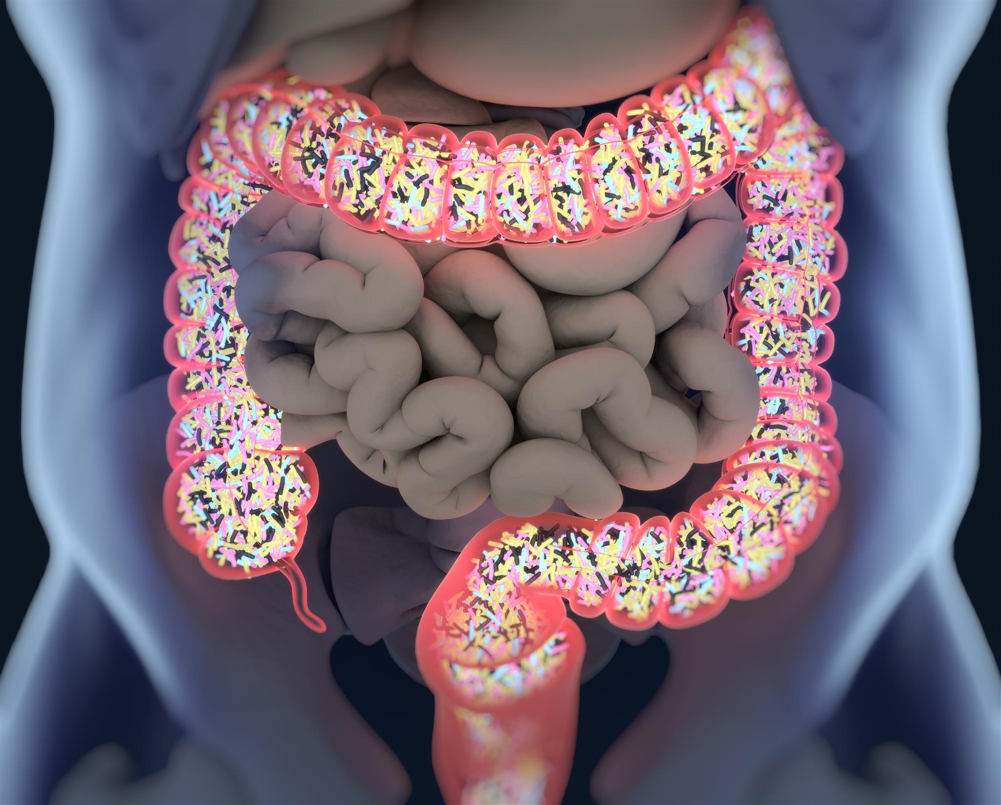 gut microbiome