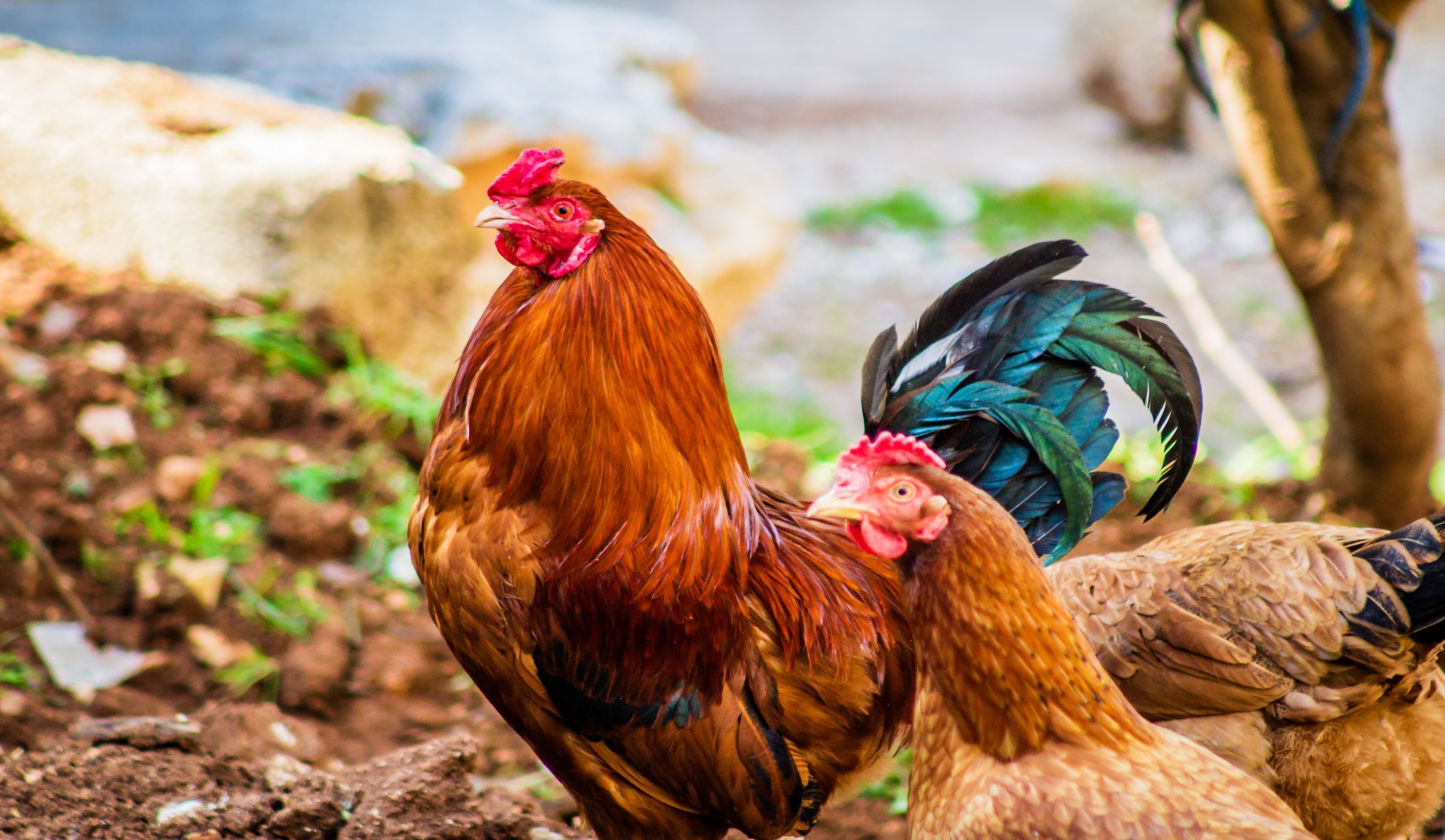 hens in pasture small